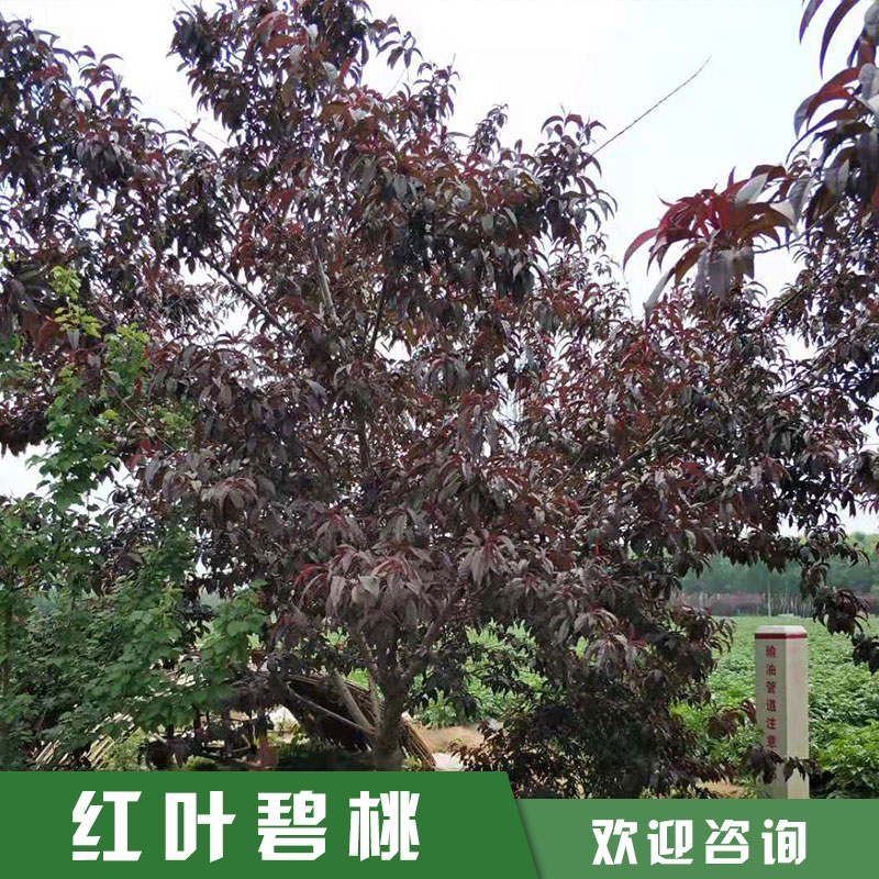山東6公分紅葉碧桃基地_10公分紅葉碧桃批發(fā)價(jià)格