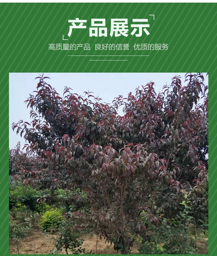 一級(jí)紅葉碧桃基地 一級(jí)紅葉碧桃報(bào)