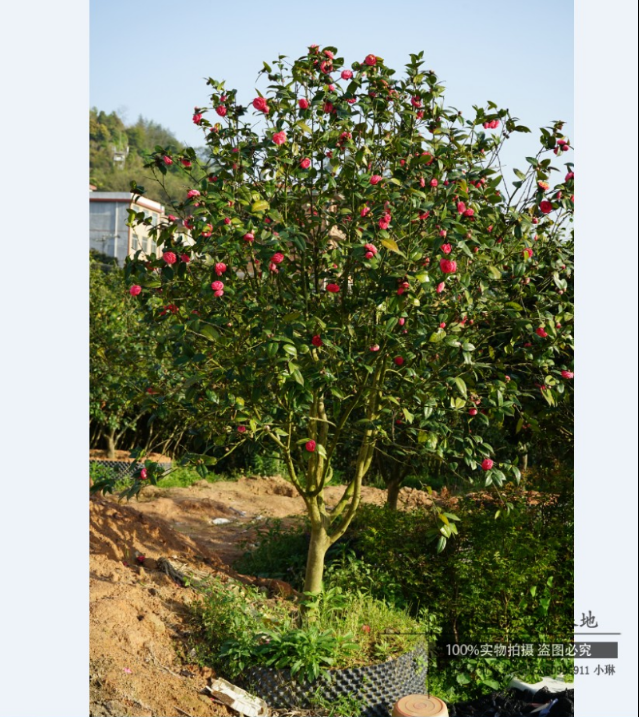 黑牡丹茶樹 黑牡丹茶樹報價 黑牡丹茶樹批發(fā) 黑牡丹茶樹哪家好 黑牡丹茶樹供應(yīng)商 黑牡丹茶樹電話 黑牡丹茶樹直銷