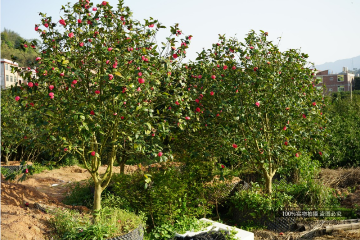 黑牡丹茶樹 黑牡丹茶樹報價 黑牡丹茶樹批發(fā) 黑牡丹茶樹哪家好 黑牡丹茶樹供應(yīng)商 黑牡丹茶樹電話 黑牡丹茶樹直銷