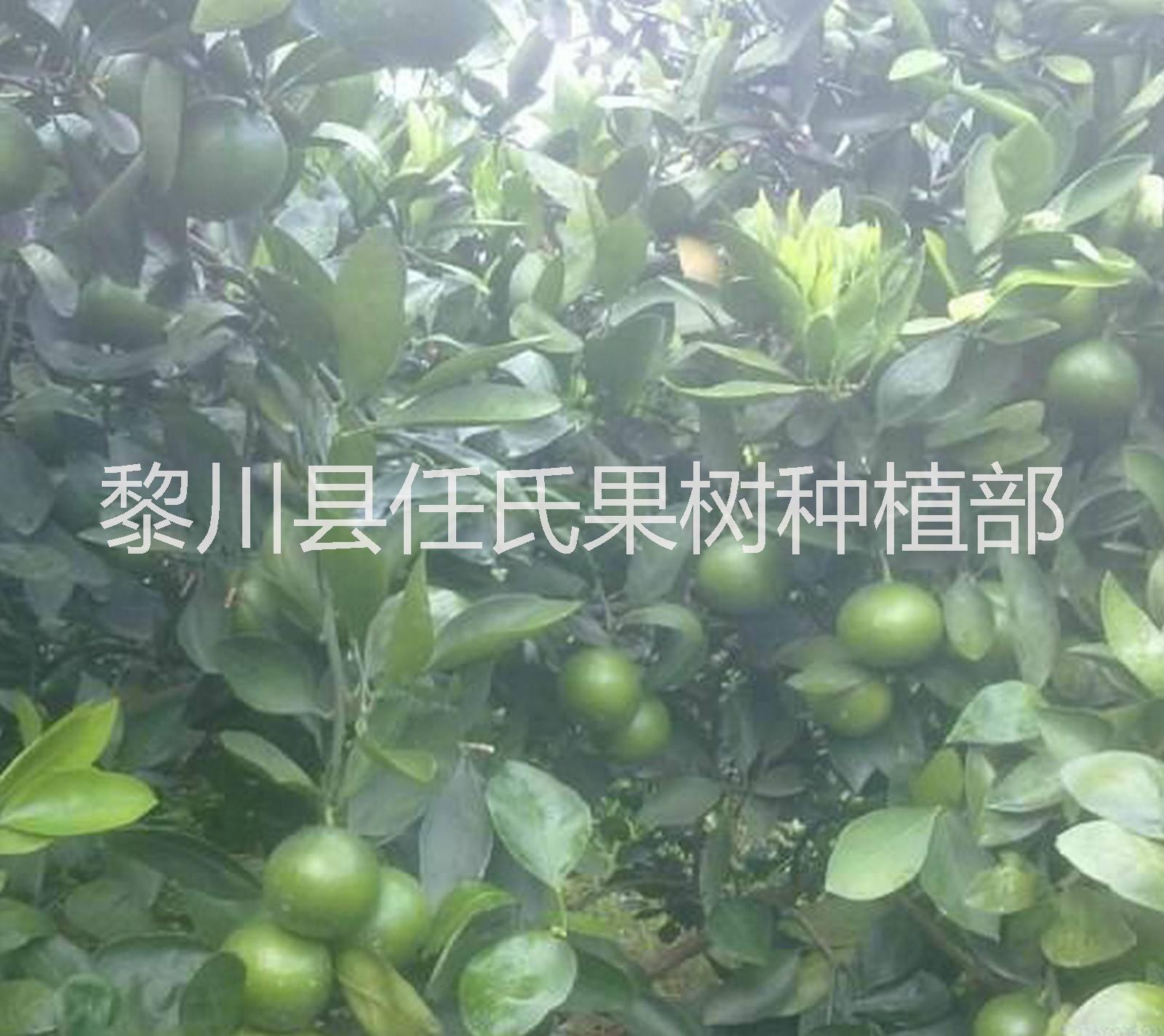 泰國青柚苗 泰國金柚苗 水晶青柚苗 太空桔柚苗 葡萄柚苗 紅西柚苗 健香柚苗 通利迷你柚苗