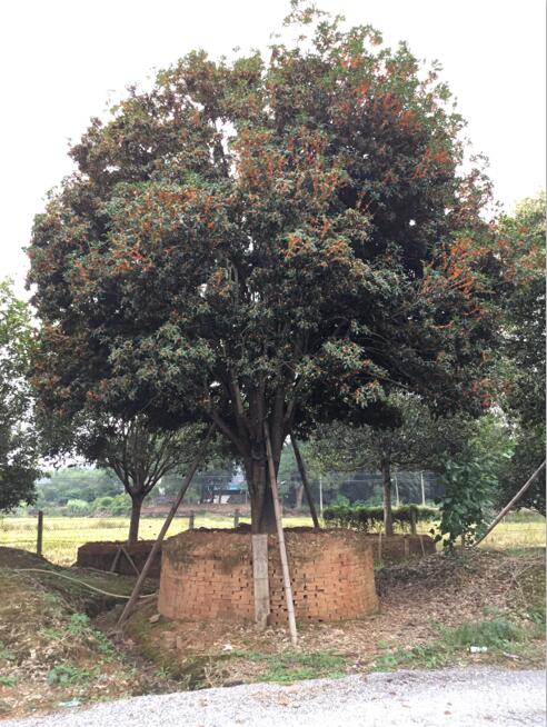 桂花_廣東英德桂花_種植基地報(bào)價(jià)_批發(fā)價(jià)格_英德桂花基地直銷價(jià)格