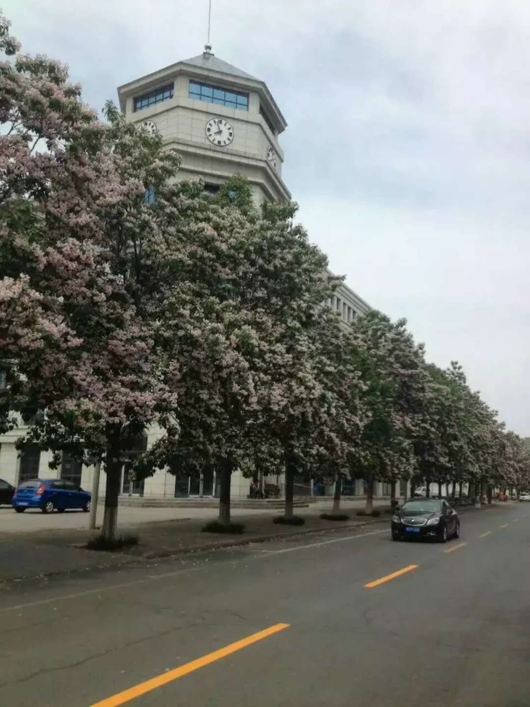 河南楸樹種植基地|河南楸樹種植基地批發(fā)價(jià)格|河南楸樹種植基地報(bào)價(jià)