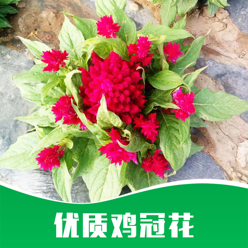 雞冠花 綠化草花 四季草花 草花種子 綠化草花 廠家直銷 品質保證