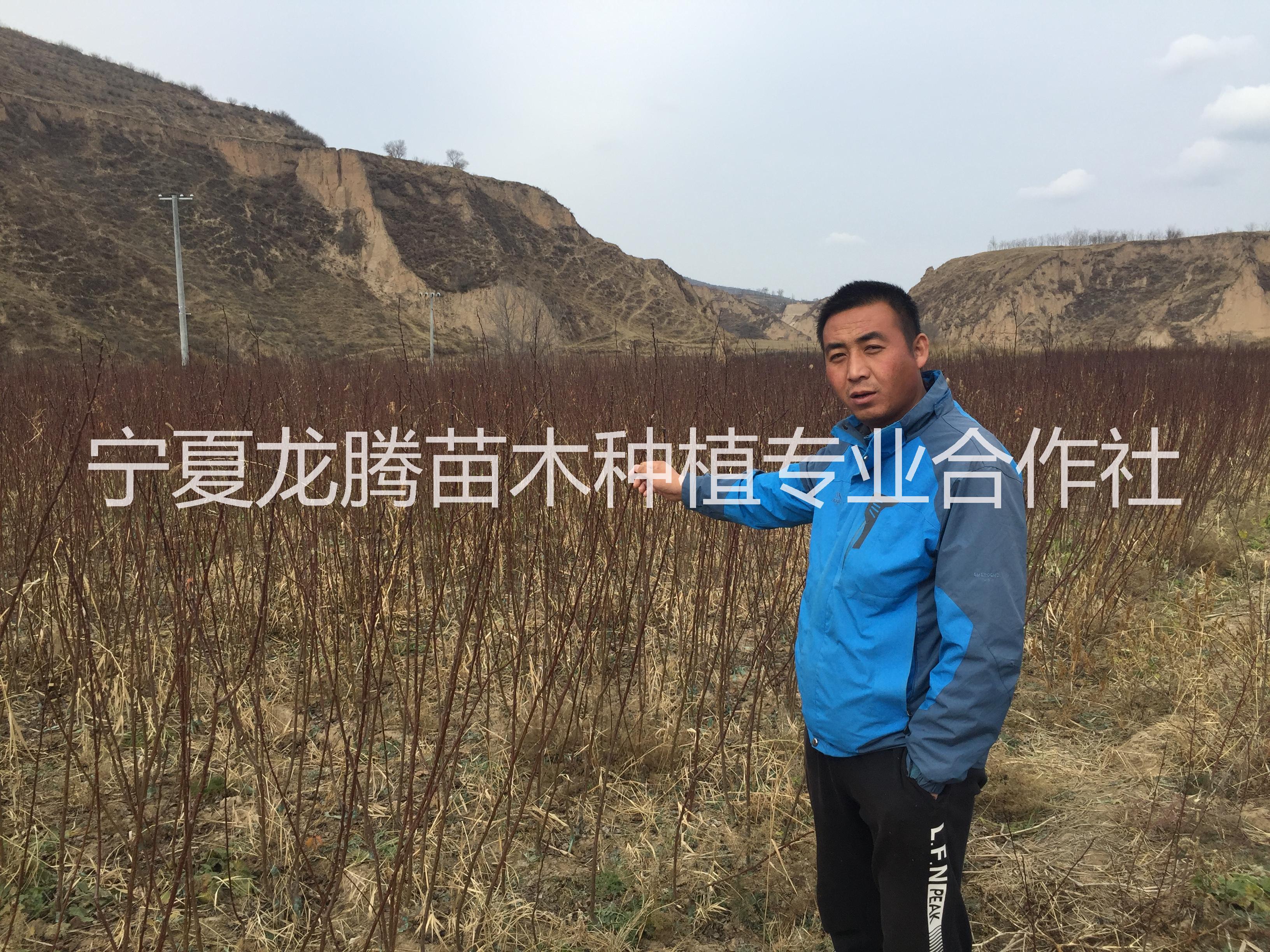 固原 紅梅杏樹苗