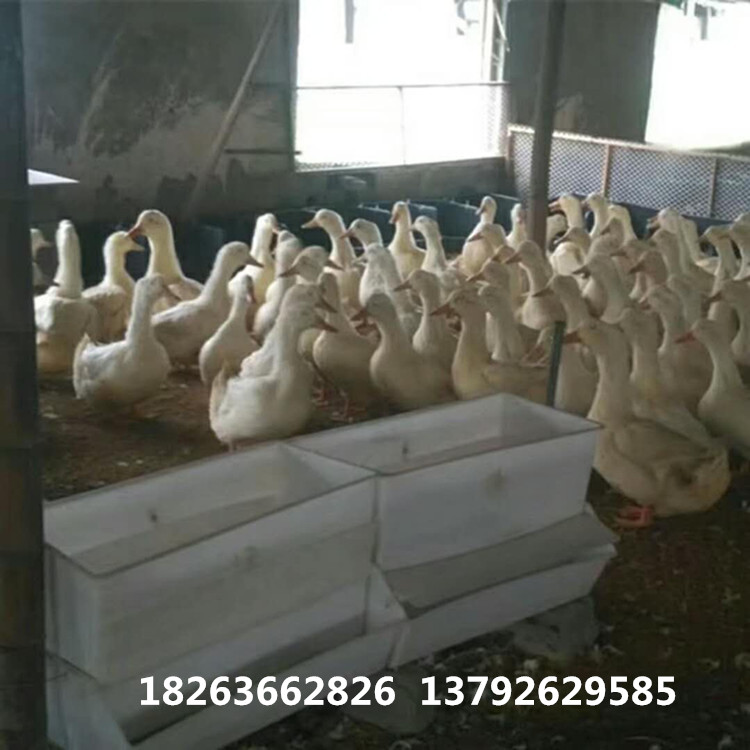 塑料喂料箱 優(yōu)質(zhì)白色料箱 鴨料箱