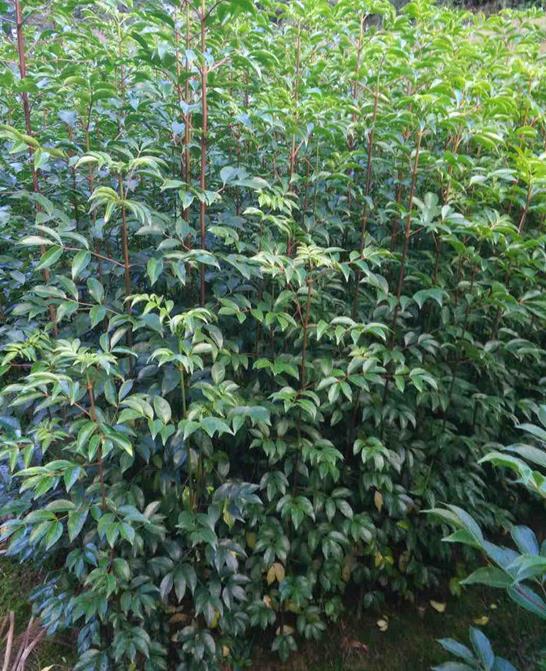 邵武*椿苗的作用及用途 野鴉椿