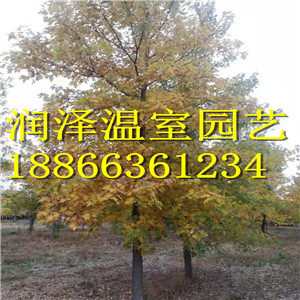 【 歐洲丁香】-【北美丁香】-【四季紅楓十月光輝】-【三季紅楓秋日夢幻】-青州潤澤園藝 歐洲丁香北美丁香