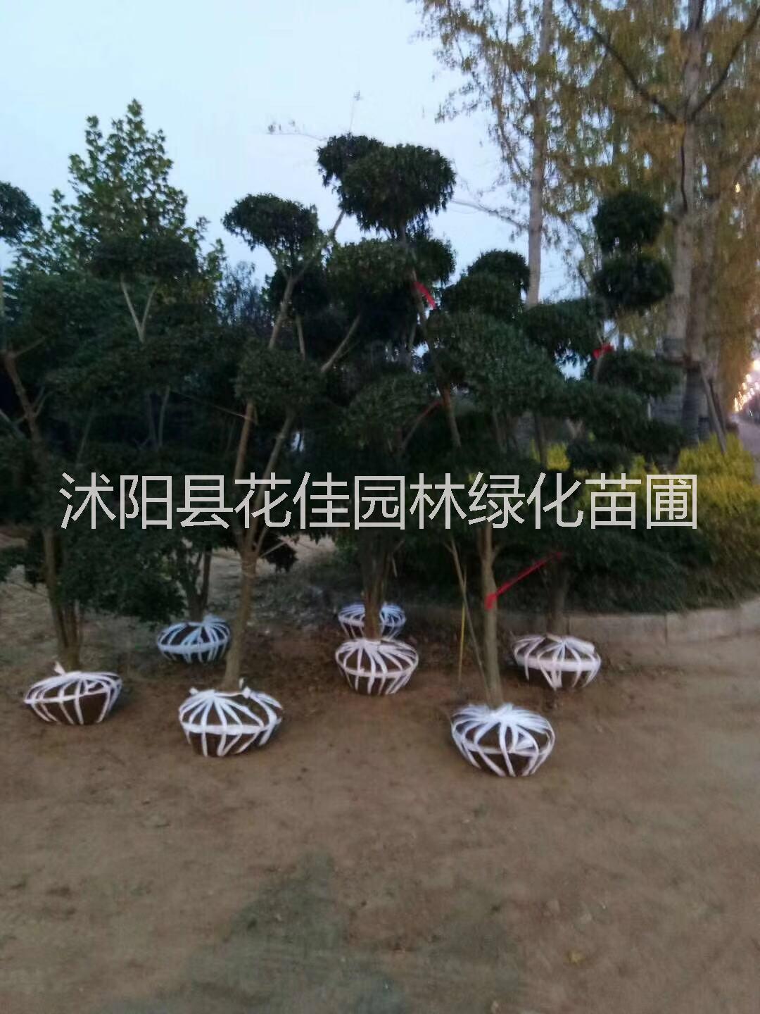 沭陽型榆樹@沭陽造型女貞供應(yīng)商電話@江蘇紅葉石楠供貨商@沭陽型榆樹供應(yīng)商電話 沭陽龍柏
