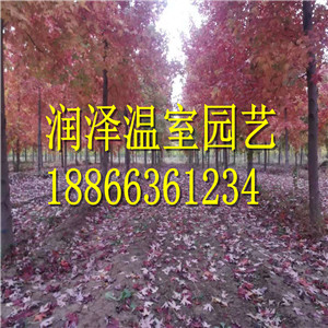 【大果櫟\加拿大唐棣\金葉皂角\秋紫蠟\美國灌木玉蘭\針櫟\娜塔櫟\ 美國火焰衛(wèi)矛】   大果櫟加拿大唐棣