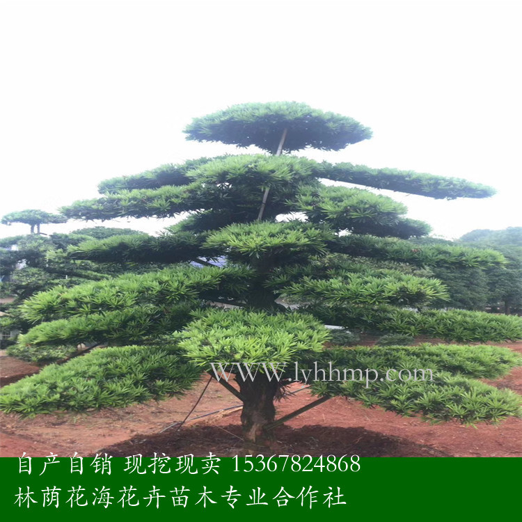 羅漢松基地 羅漢松廠家直銷 湖南羅漢松供應(yīng)商電話 *批發(fā)羅漢松 現(xiàn)挖現(xiàn)賣羅漢松報(bào)價(jià) 羅漢松基地大量供應(yīng) 羅漢松基地