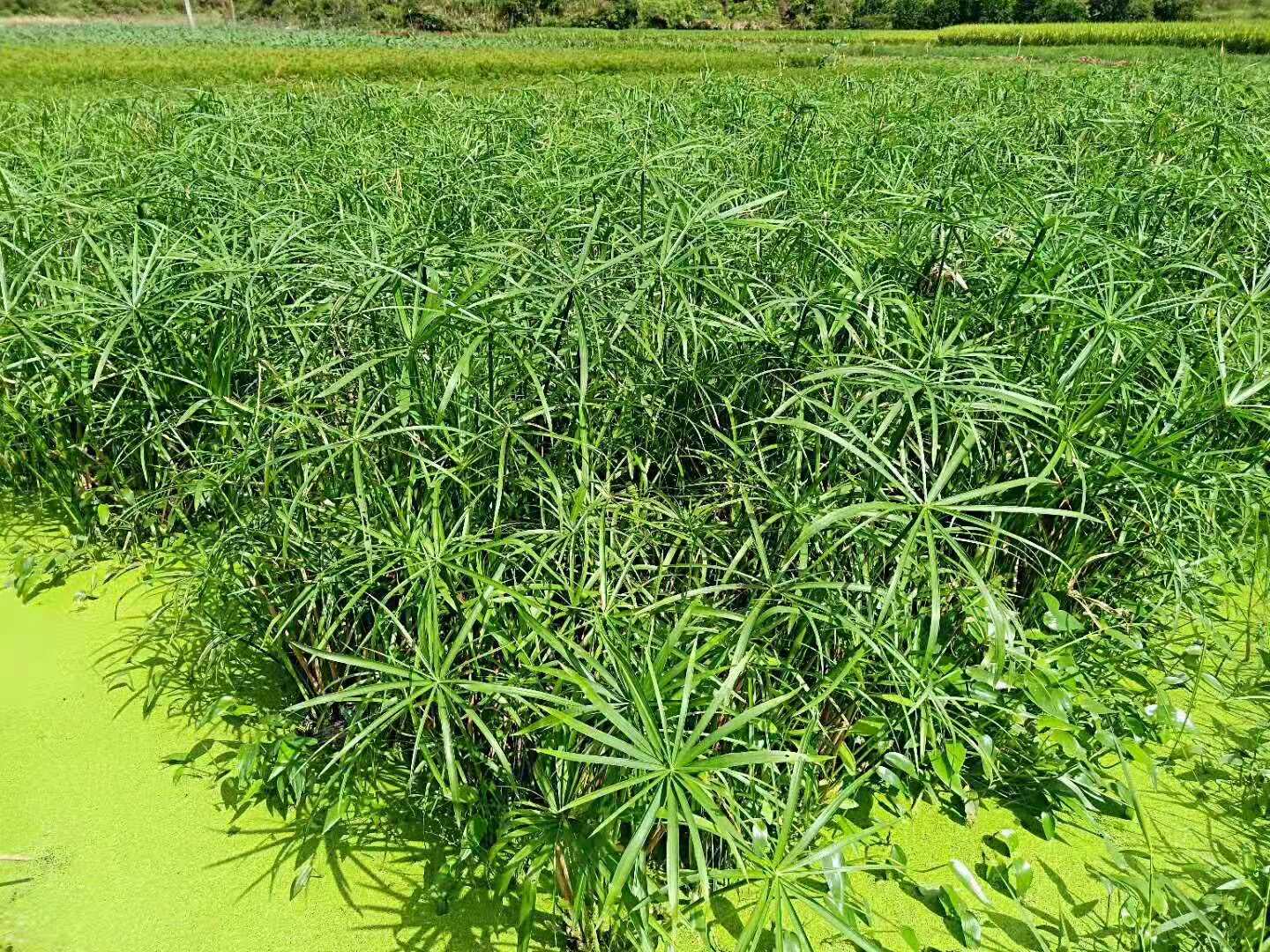 廣東水生植物風(fēng)車草｜廣東水生植物哪里有賣｜廣東珠海哪里賣水生植物｜廣東水生植物供應(yīng)商