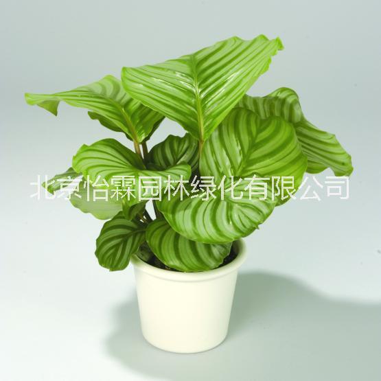 北京花卉租擺公司花卉銷售