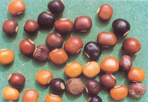 鄱陽千齊農(nóng)業(yè)發(fā)展全身是寶四棱豆種子批發(fā)基地