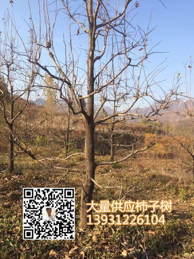 河北保定柿子樹基地 10公分12公分15公分20公分柿子樹大量供應(yīng)