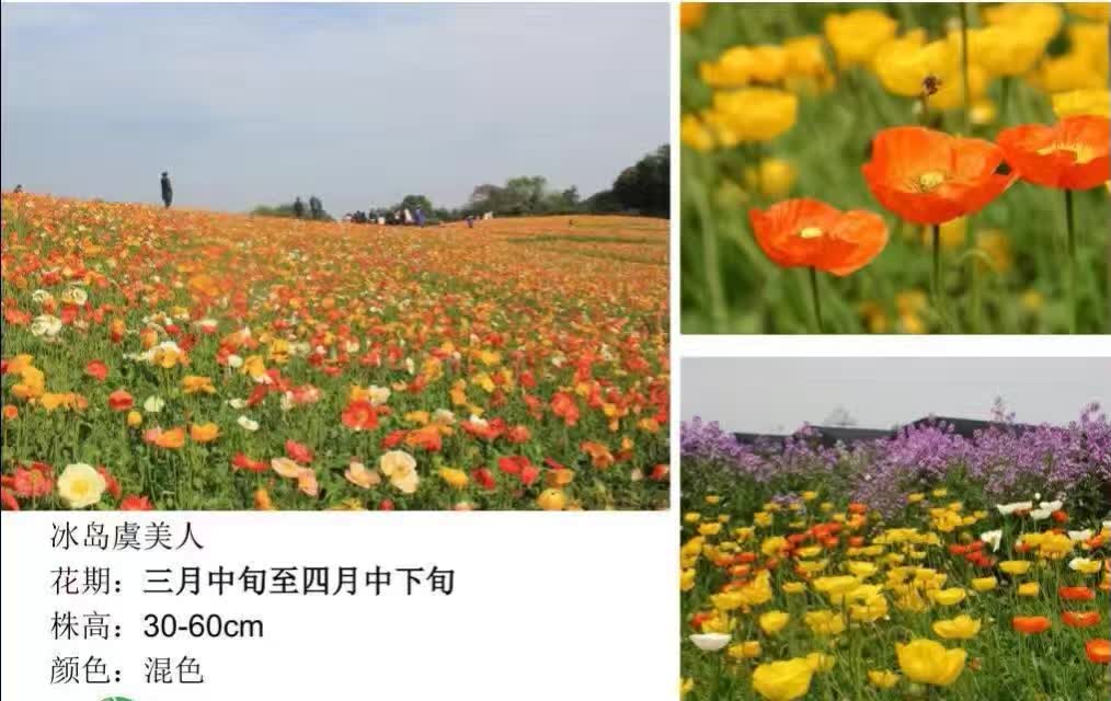 虞美人花種子，江蘇優(yōu)質(zhì)虞美人種子批發(fā)價(jià)，江蘇虞美人種子廠家批發(fā)