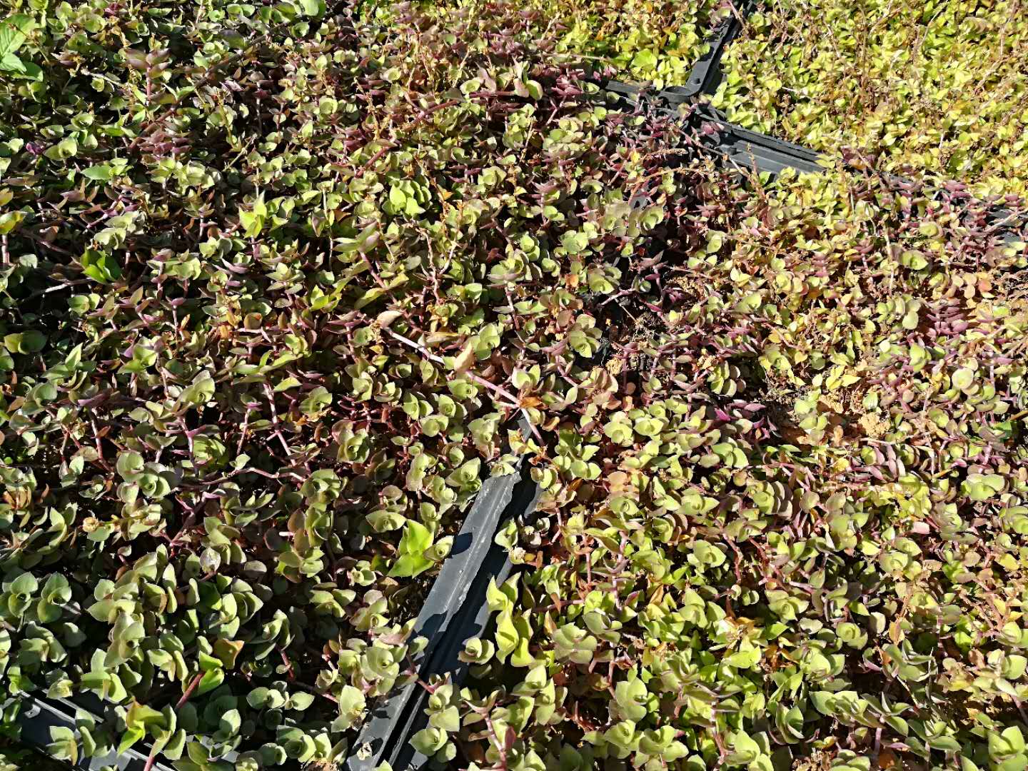 錦竹草坪洋竹草坪樓頂隔熱綠化植物對(duì)比
