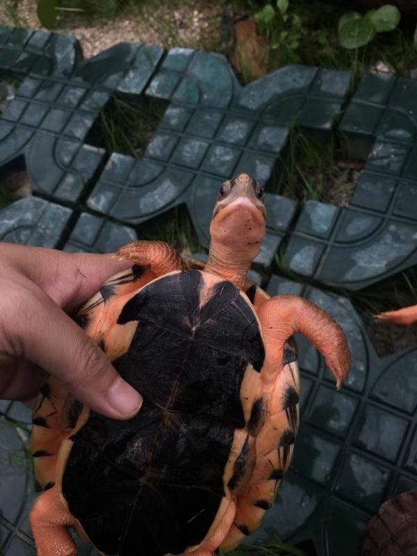 純種越南黑底*龜母 越南種三線閉殼龜