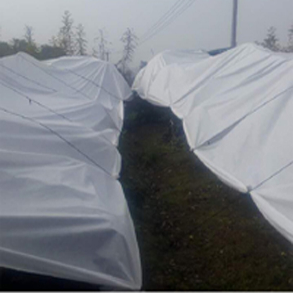 沙糖桔防寒無紡布廠家直銷