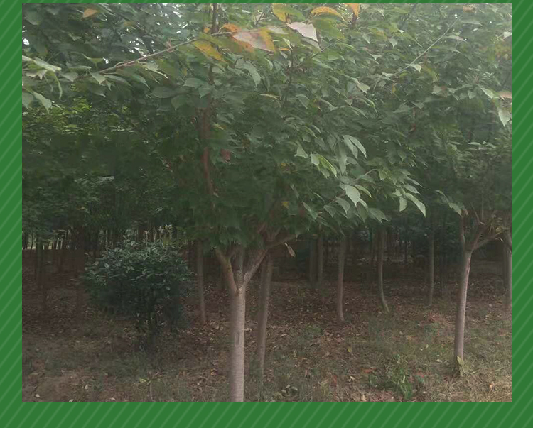 西安紅葉李批發(fā)/西安紅葉李批發(fā)基地/西安紅葉李