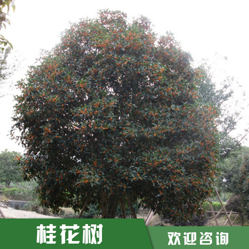 桂花樹 桂花樹種植廠家 桂花樹苗木 桂花樹價(jià)格 桂花樹苗 廠家直銷 品質(zhì)保障