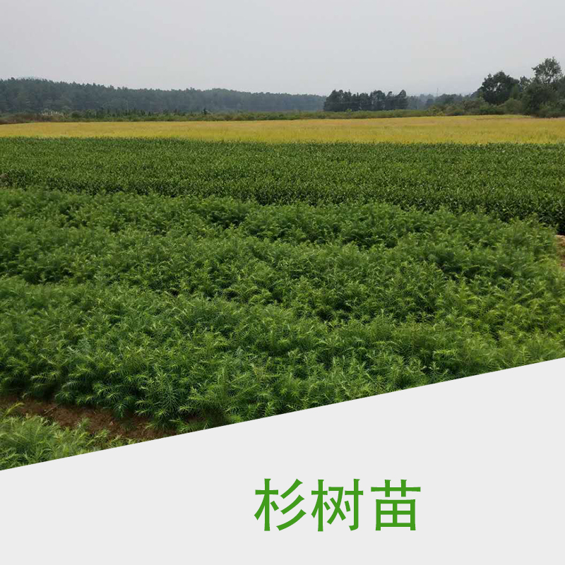 品質(zhì)保障 江西杉樹苗批發(fā)  贛州杉樹苗木種植基地