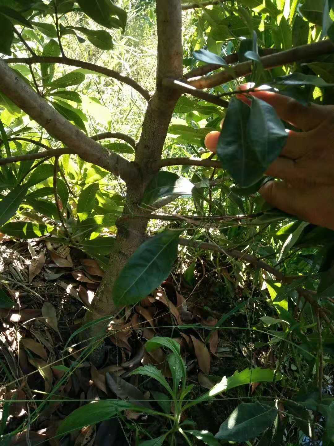 種植楊梅苗木的方法