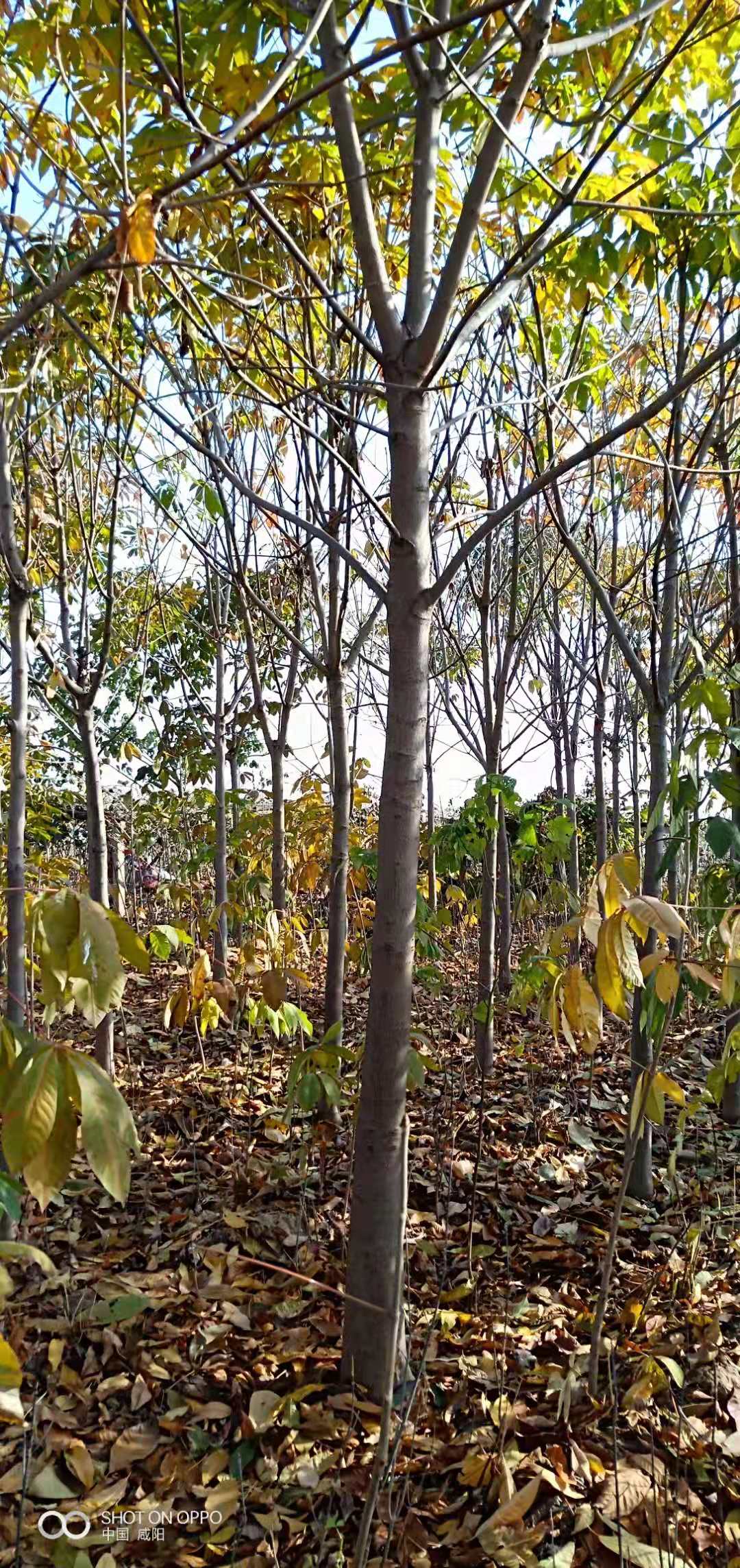 陜西3公分紅葉李苗木種植基地批發(fā)