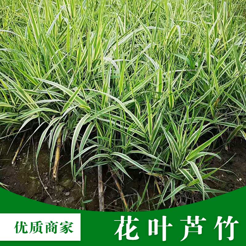 貴州哪里賣水生植物｜貴州花葉蘆竹供應(yīng)商｜遵義哪里賣花葉蘆竹｜安順哪里賣花葉蘆竹｜畢節(jié)，銅仁，六盤水哪里有賣花葉蘆竹