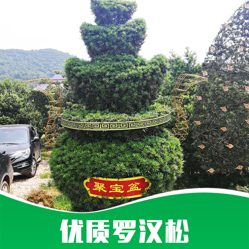 *羅漢松樹苗批發(fā)價(jià)格-造型羅漢松苗圃產(chǎn)地直銷
