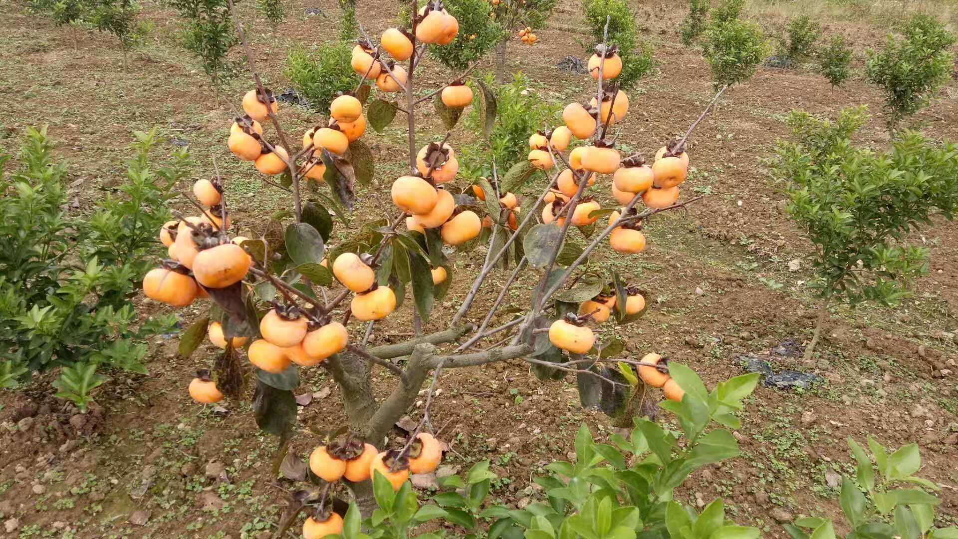 廣西梧州大秋甜柿苗基地-廣西南寧大秋甜柿苗批發(fā)價(jià)格廠家