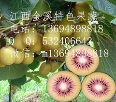 基地*營養(yǎng)保健紅心獼猴桃苗