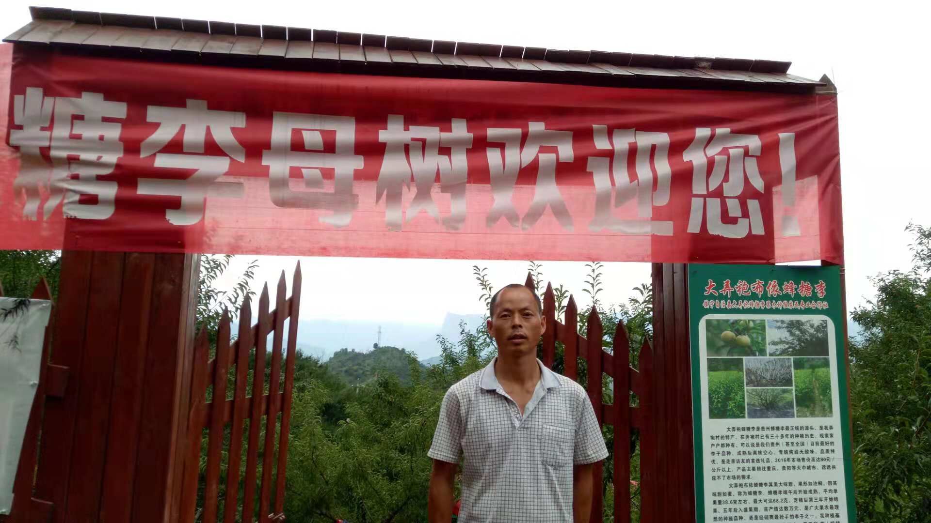 三華李公司-三華李圖片-三華李批發(fā)供應商-三華李批發(fā)