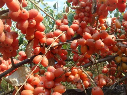 促銷*水果 大甜羊奶果苗如何種植