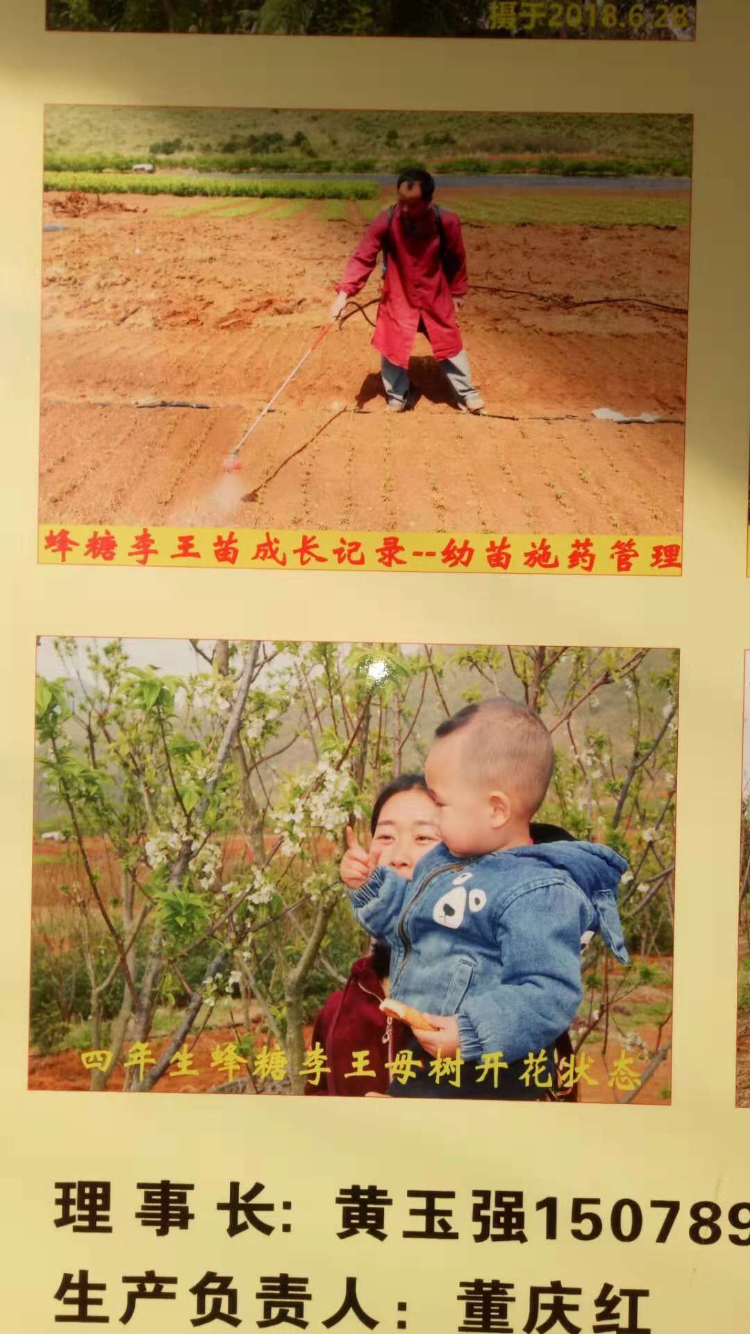 蜂糖李苗-廣西蜂糖李苗基地-廣西桂林蜂糖李子苗廠家批發(fā) 供應(yīng)蜂糖李苗