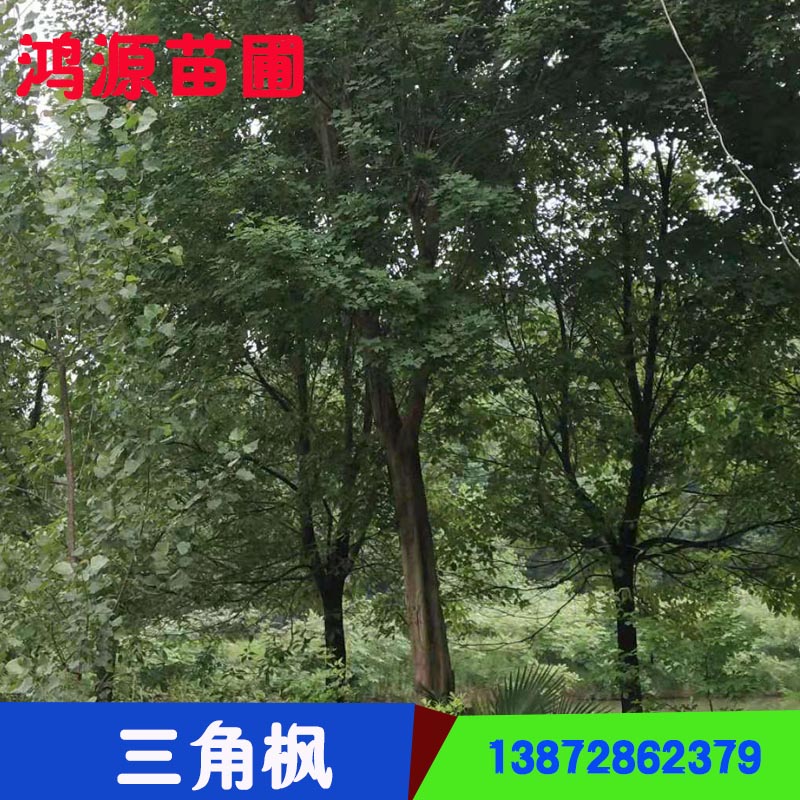 湖北三角楓苗圃基地 湖北園林苗圃基地 湖北三角楓生產(chǎn)廠家 湖北三角楓種植基地