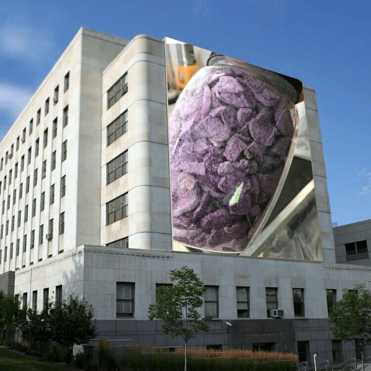 廣西紫山藥種子廠家批發(fā)價(jià)格