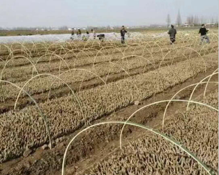 葛種苗-廣西葛根種苗-廣西葛根種苗廠家批發(fā)