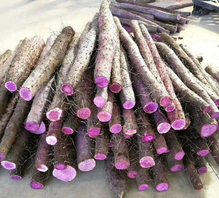 廣西特產紫玉淮山-廣西特產紫山藥廠家批發(fā)