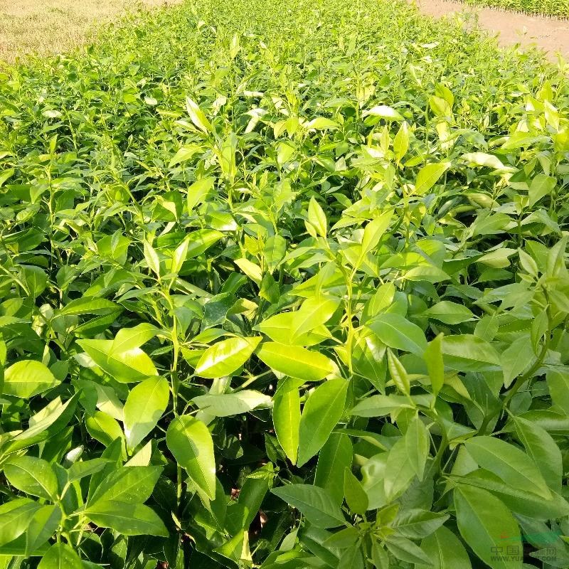 供應(yīng)香橙沃柑苗/香橙沃柑苗廠家直銷/香橙沃柑苗批發(fā)香橙沃柑苗價格香橙沃柑苗