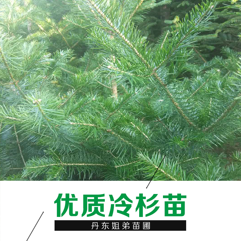 遼寧苗木基地冷杉苗 優(yōu)質(zhì)冷杉樹苗供應(yīng)直銷批發(fā) 常綠喬木 易養(yǎng)活 品種齊全