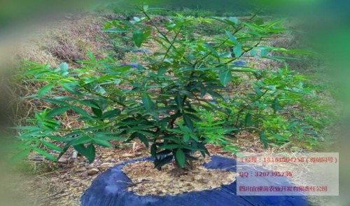 花椒苗_藤椒苗批發(fā)出售 四川藤椒苗批量購買管理技術(shù)免費贈送