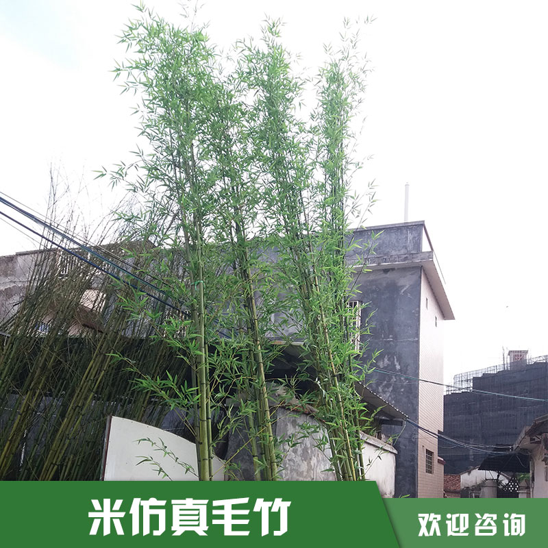 米仿真毛竹 米仿真毛竹的價(jià)格 仿真植物盆栽 仿真竹子竹葉 仿真植物 廠家直銷  品質(zhì)保障
