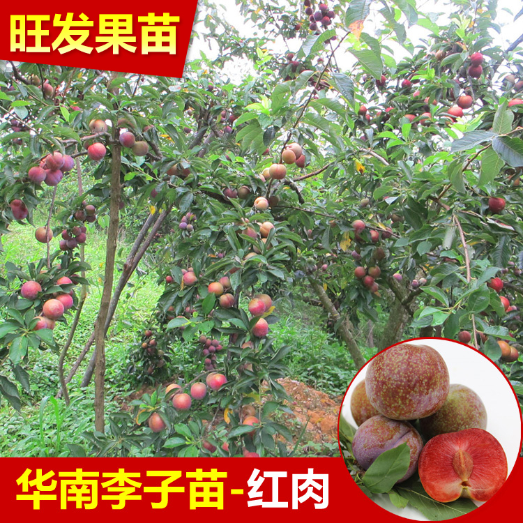 批發(fā)遲熟早熟三華李苗晚熟南華李苗 肉質爽脆 矮化果樹苗