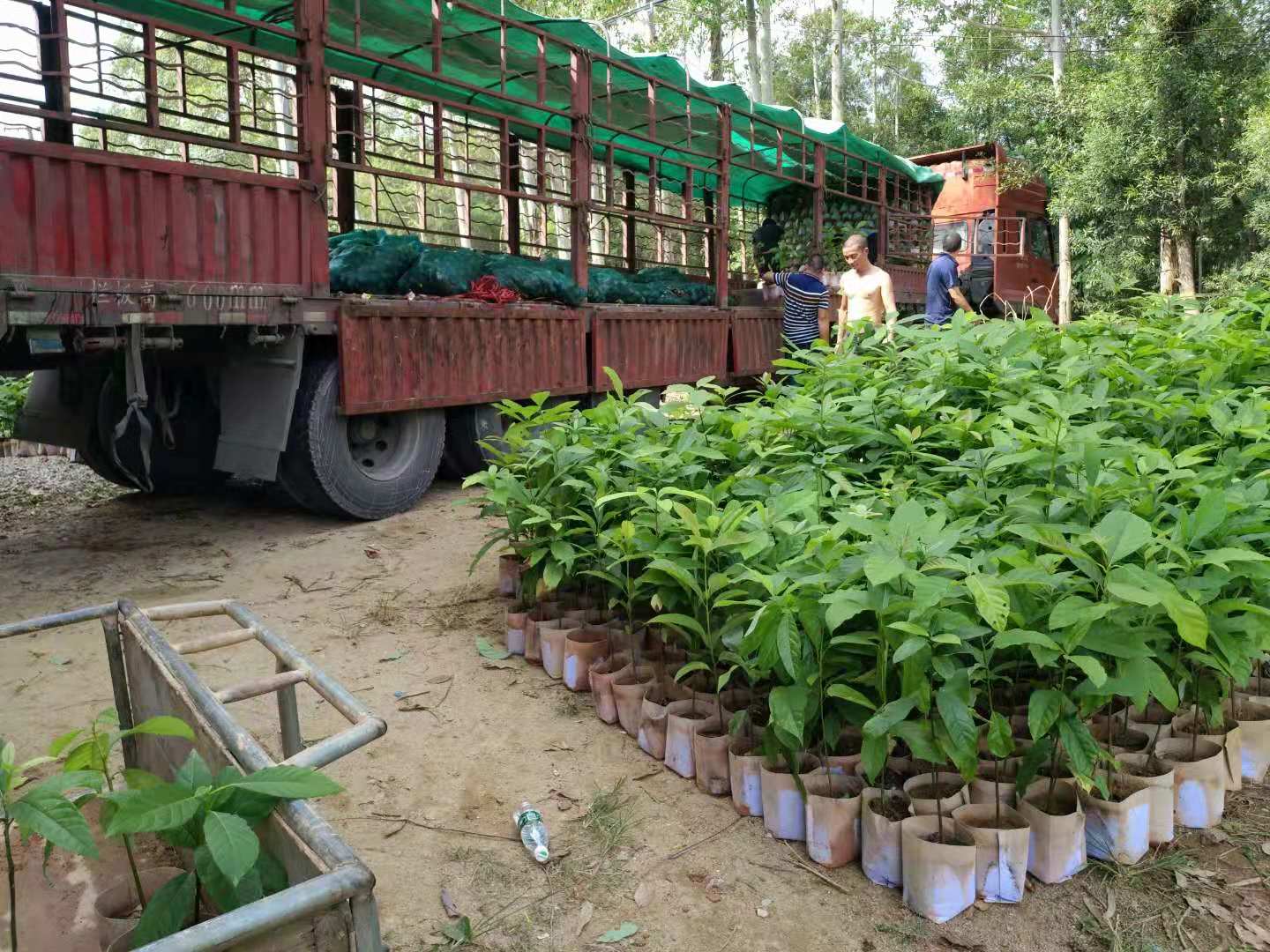 湖南優(yōu)質(zhì)牛油果苗批發(fā) 哈嘶牛油果苗價格 福建桂肯牛油果苗種植基地