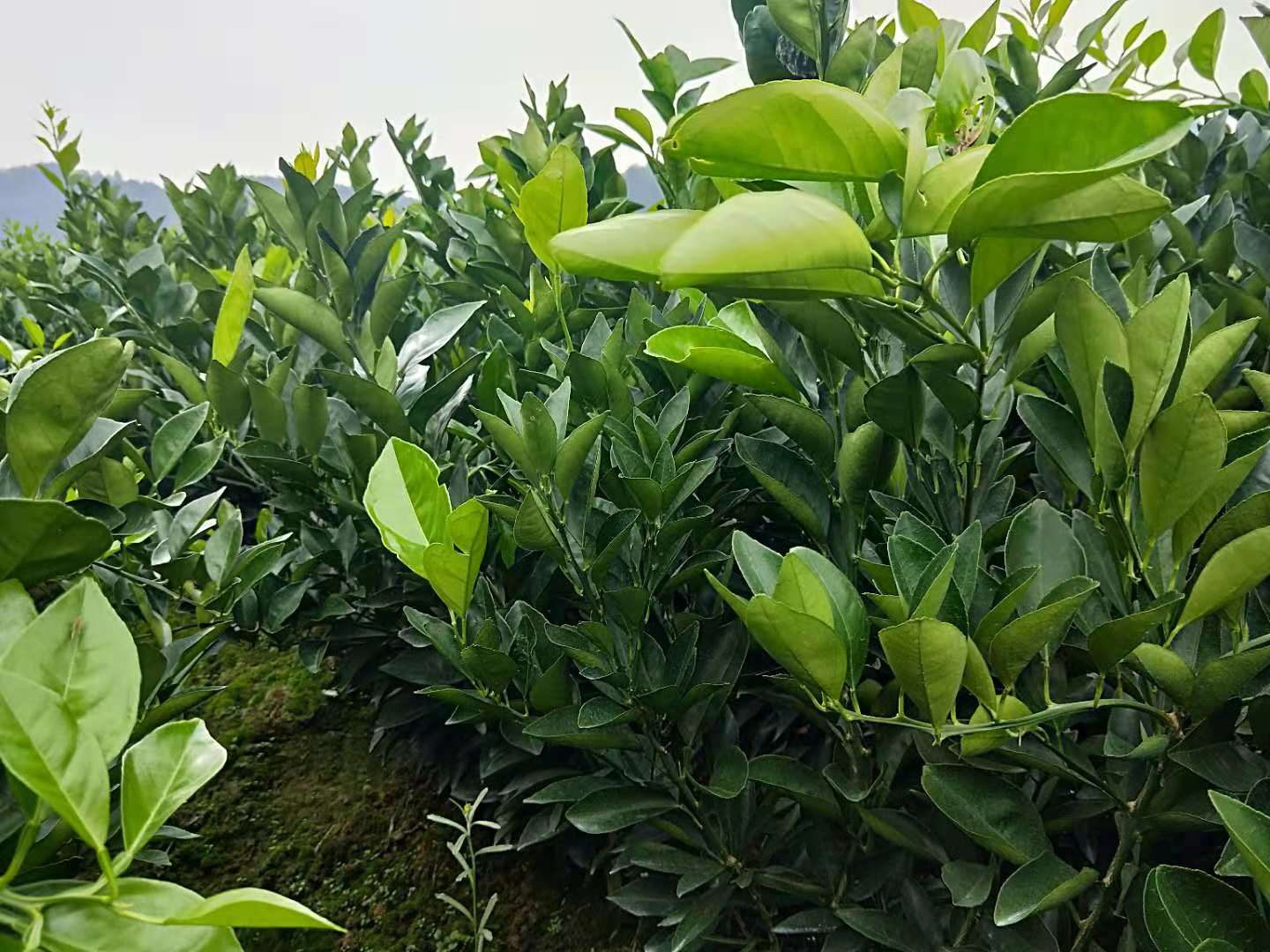 供應(yīng)重慶椪柑/椪柑廠家直銷/重慶椪柑價格/重慶椪柑批發(fā) 椪柑苗價格 椪柑苗基地