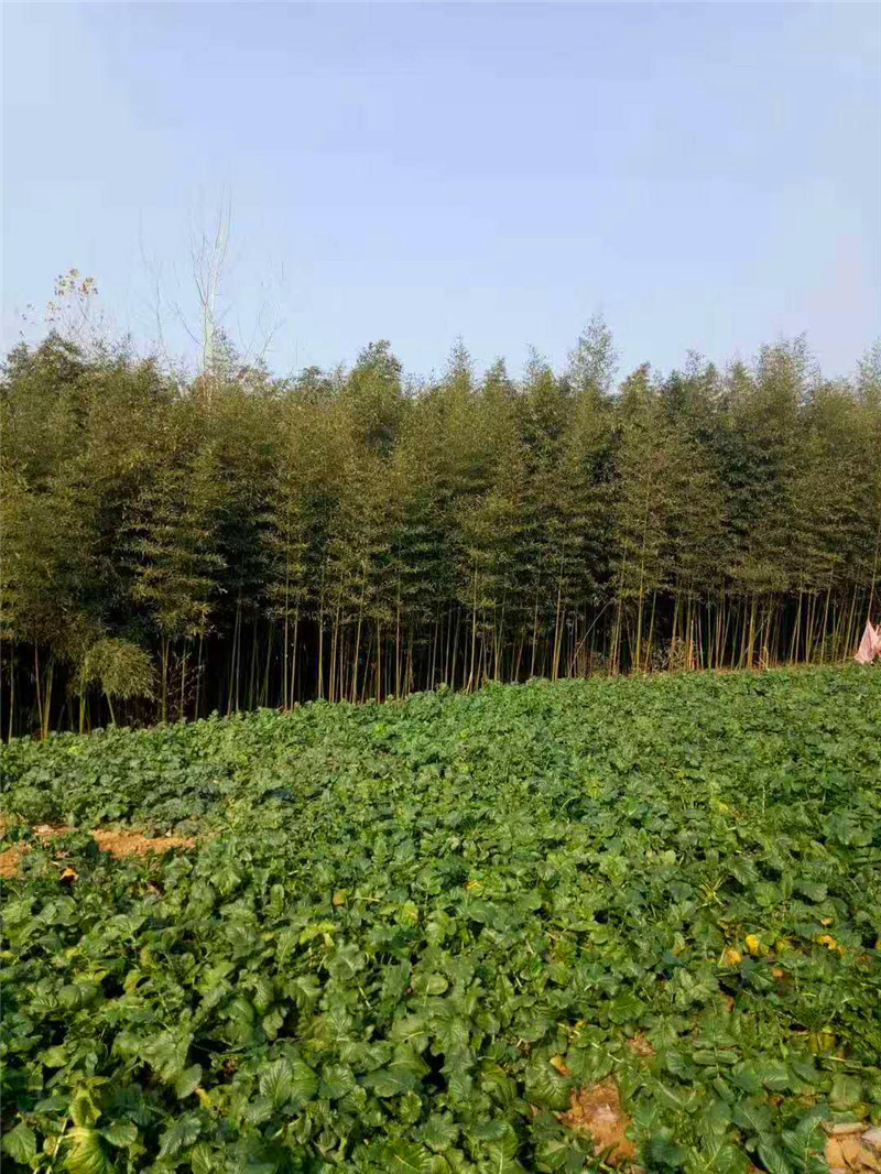 河南竹子|河南竹子供貨商|河南竹子價格|河南竹子基地報價