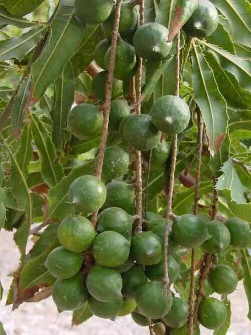 廣西夏威夷堅(jiān)果苗種植基地 桂熱1號(hào)堅(jiān)果苗價(jià)格 堅(jiān)果苗種類批發(fā)