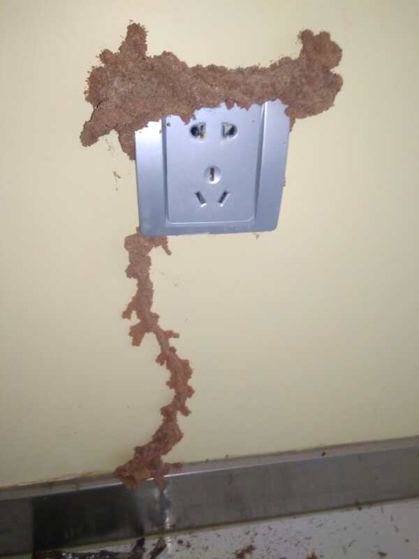 供應(yīng)樂山滅白蟻公司、峨眉山滅白蟻公司、五通橋滅白蟻公司