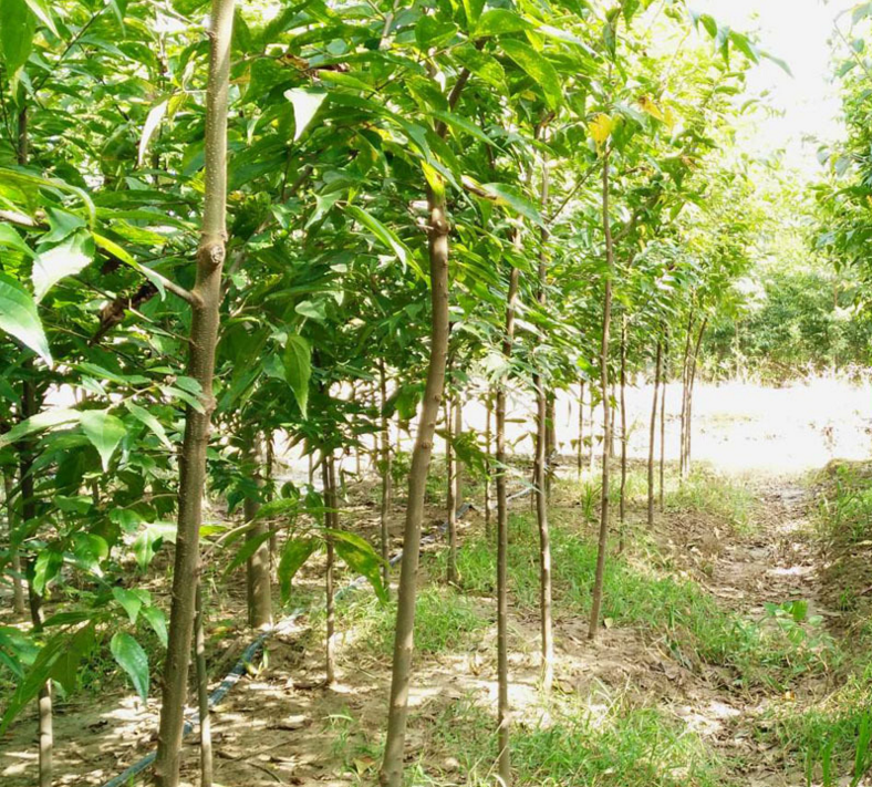 批發(fā)樸 樹樹苗 基地* 綠化苗木工程綠化苗基地 規(guī)格全 量大優(yōu)惠